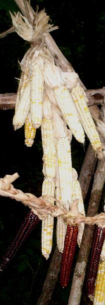 Miami White Corn