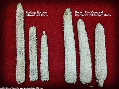 Eastern 8-Row Corn Northern Flint Corn Indian Corn cobs