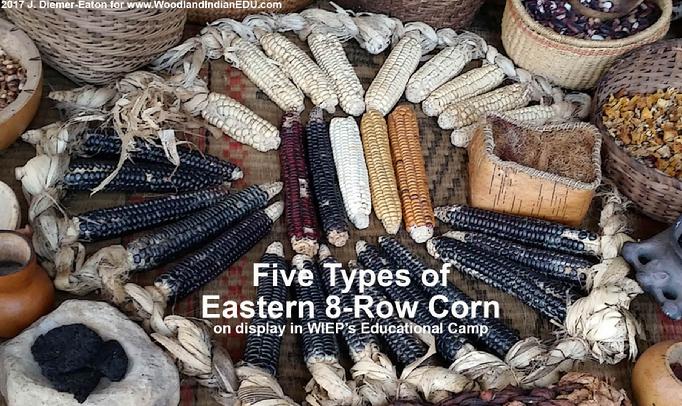 Eastern 8-Row Corn Northern Flint Corn Braided Indian Corn
