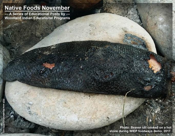 beaver tail roasted beaver Native American foods